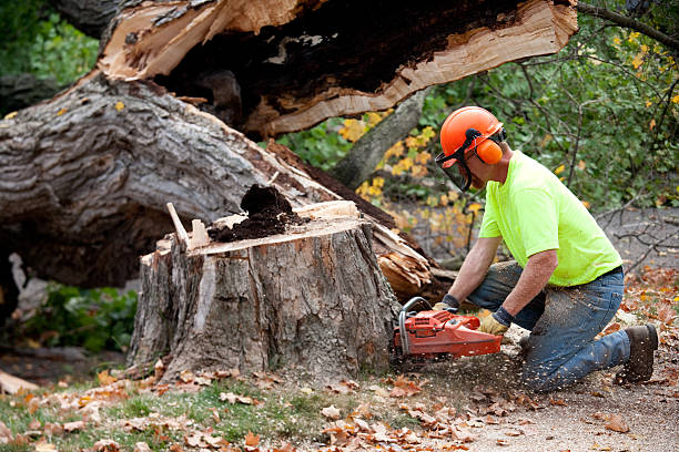 Lawn Renovation and Restoration in Sparks, NV